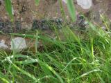 image of grave number 946826